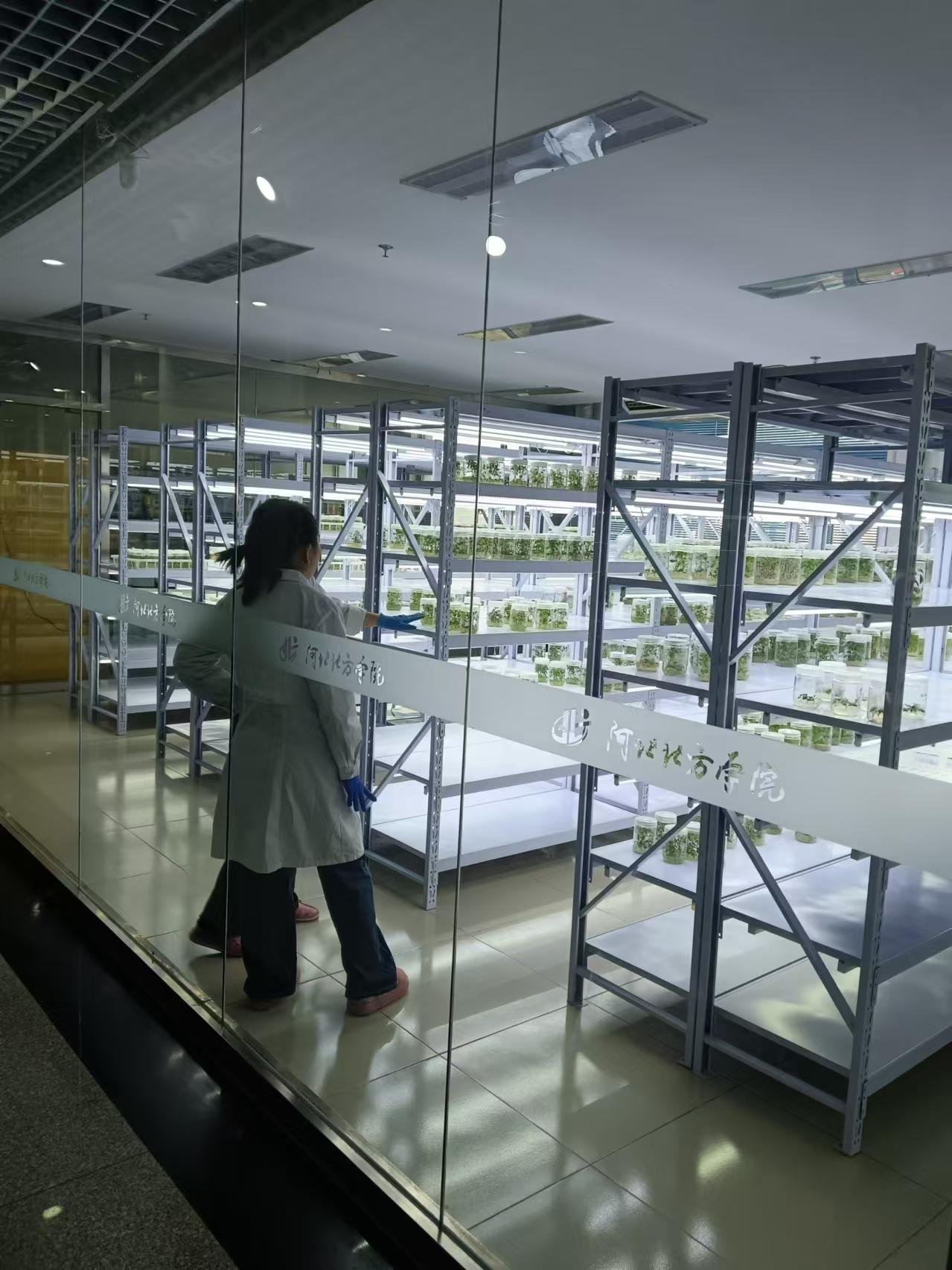 顺义植物组培室设计的基本布局有哪些?